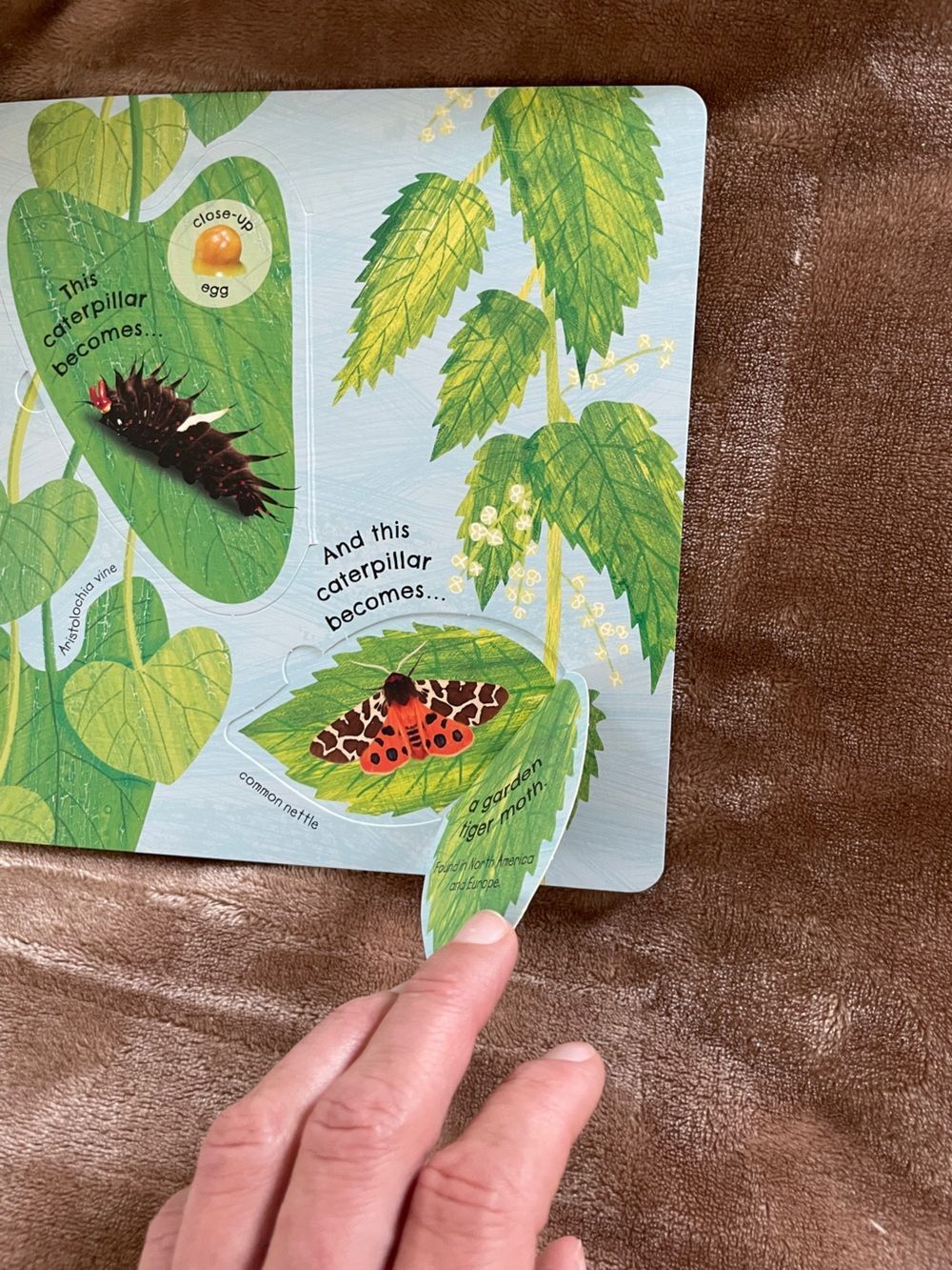 DK Kids Books Watch Me Grow Collection Nature Exploration Lifecycle Early Reader - Picture 12 of 13